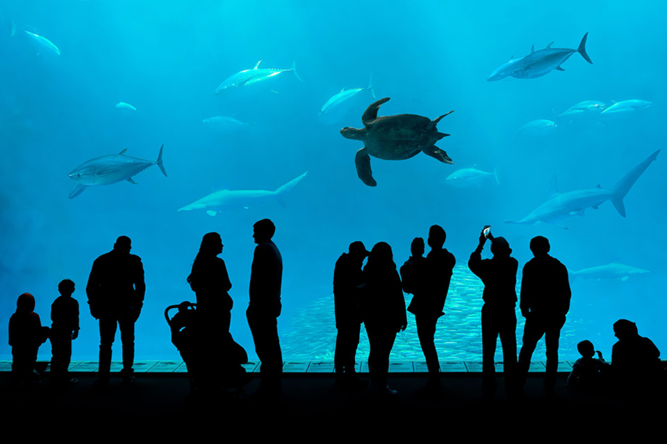 Shedd Aquarium - Saltwater Habitat Viewing Panel