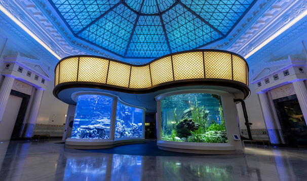 Shedd Aquarium - Wonder of Water Exhibit